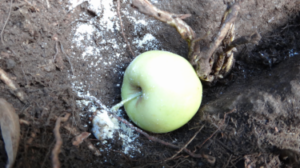 Forest Apple