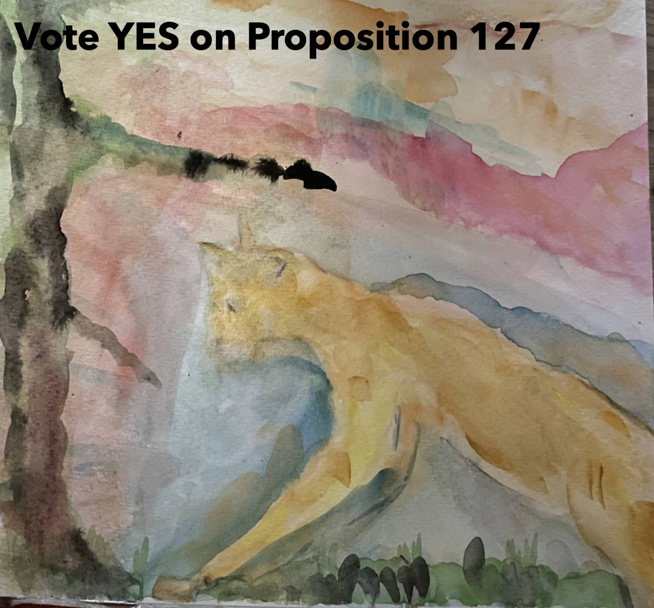 Mountain Lion Advocacy— Proposition 127 The Banning of Big Cat Trophy Hunting